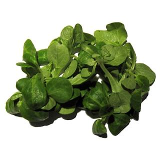 Feldsalat regio