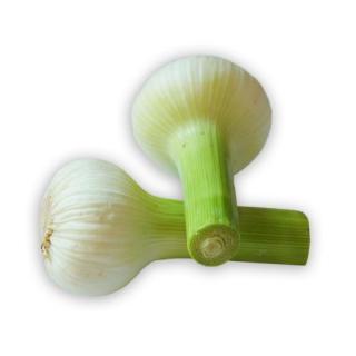 Knoblauch Knolle ( ca. 80g)