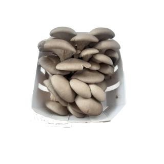 Pilze Austernpilze regio