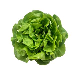 Salat Kopfsalat