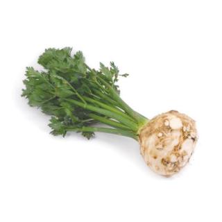 Sellerie Knolle mit Grün regional