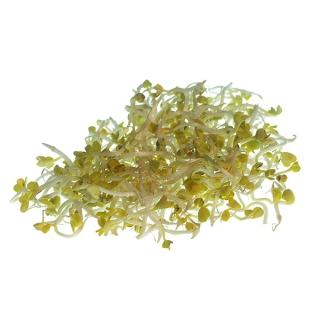 Sprossen Brokkolisprossen in der Schale