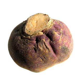 Steckrüben regio * Sonderpreis*