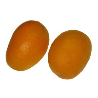 Kumquat (Zwergpomeranzen)