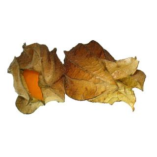 Physalis  Andenbeeren 80 g-Tüte
