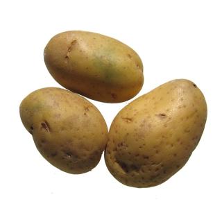 Kartoffeln Ditta    fk 12 kg