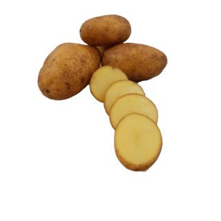 Kartoffeln "Ditta " festkochend